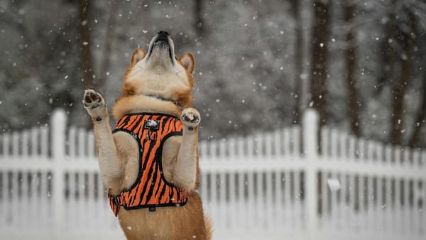 Vremea se răcește! Meteorologii anunță lapoviță, vânt și temperaturi negative în toată țara