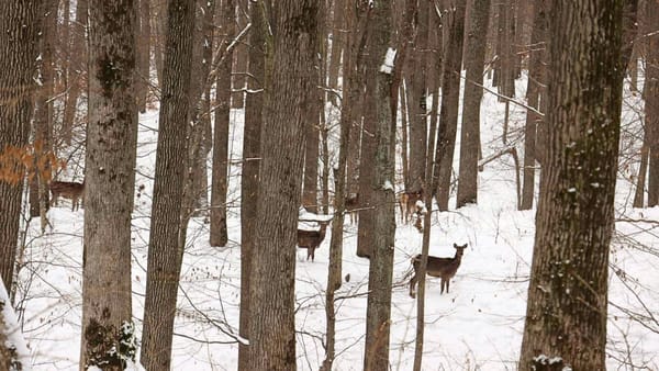VIDEO/ Masa din inima pădurii. Cum sunt sprijinite animalele sălbatice din Strășeni să treacă peste iarnă