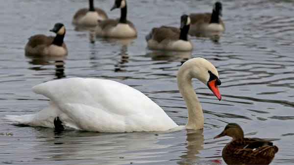 Focar de gripă aviară la Telenești. Mai multe localități intră sub restricții timp de 30 de zile