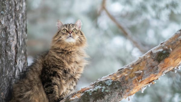 Meteorologii anunță vreme mai caldă, dar cu ceață densă dimineața. Ce ne așteaptă astăzi, 29 ianuarie, în toată țara