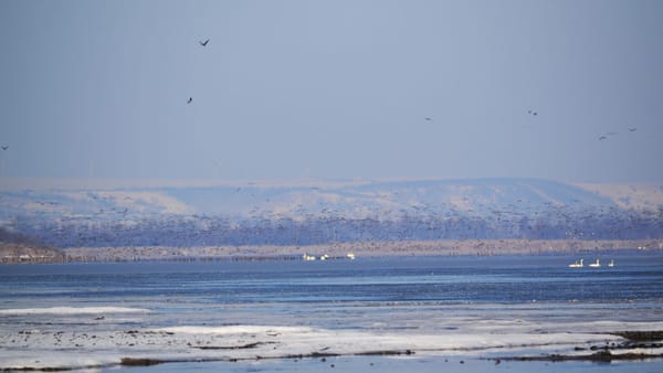 Verificări în Rezervația „Prutul de Jos” din cauza înghețului. Autoritățile monitorizează starea păsărilor acvatice