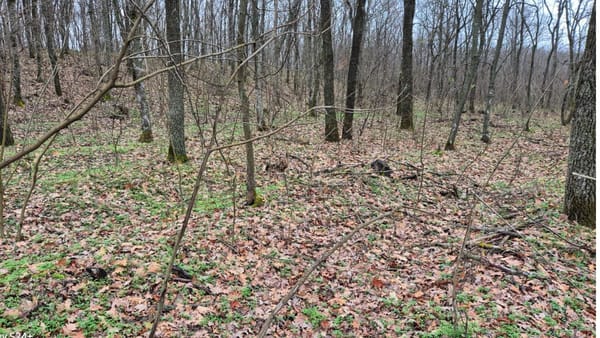 161 de arbori tăiați ilegal, depistați la Criuleni în urma unui control inopinat. A fost sesizată Procuratura