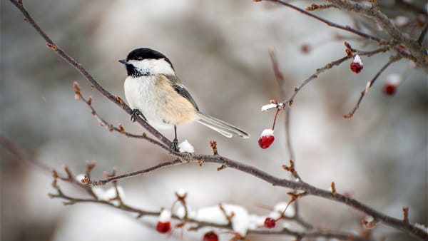 Vreme instabilă joi, 8 ianuarie. Meteorologii prognozează precipitații în toată țara
