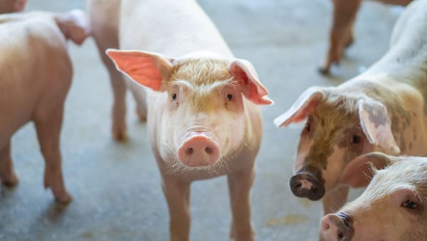 Restricții în mai multe localități din raionul Leova, după confirmarea unui caz de pestă porcină africană