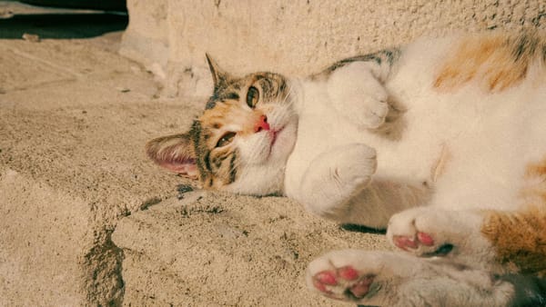 Vreme ușor mai caldă, dar instabilă. Prognoza meteo pentru ziua de 23 februarie