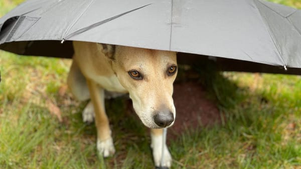 Ploi, cer noros, iar pe alocuri – lapoviță. În ce localități vor fi indispensabile umbrelele pe 25 februarie