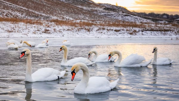 Frigul revine, însoțit de precipitații slabe în mai multe regiuni. Prognoza meteo pentru 8 februarie