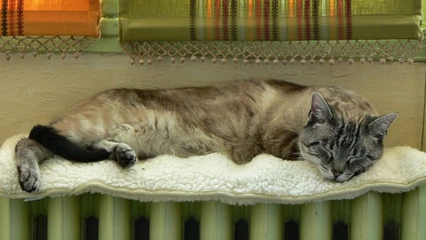 Chișinăuienii ar putea achita mai puțin pentru căldură, iar bălțenii - mai mult. Ce tarife propun Termoelectrica și CET-Nord