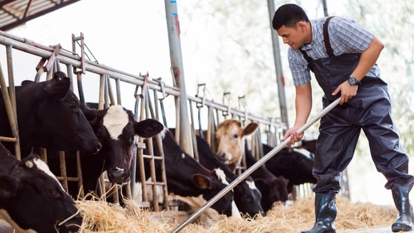 Granturi de până la un milion de dolari pentru fermieri prin Proiectul AGGRI. Ministerul Agriculturii a lansat un nou apel