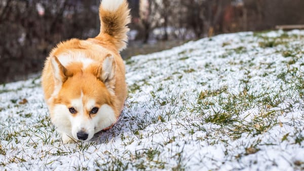 Vremea se încălzește ușor. Ceața persistă dimineața, iar temperaturile urcă până la +9°C