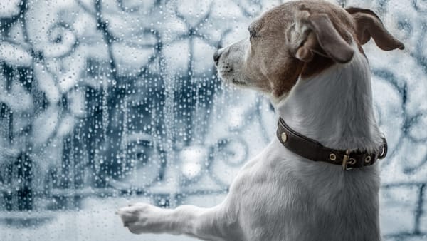 Sâmbătă, 14 februarie, aduce cer noros și ploi slabe în unele regiuni. Codul galben de ceață, valabil în prima parte a zilei