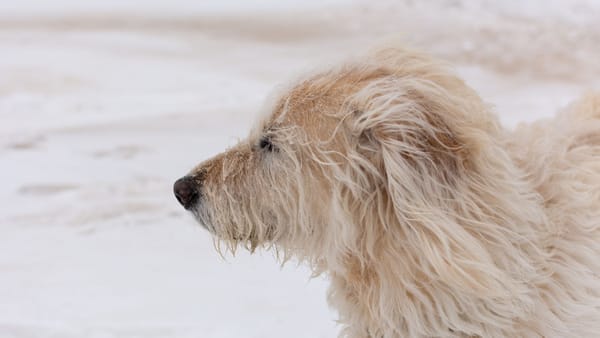 Vremea se răcește la început de săptămână! Meteorologii anunță ninsori și vânt puternic