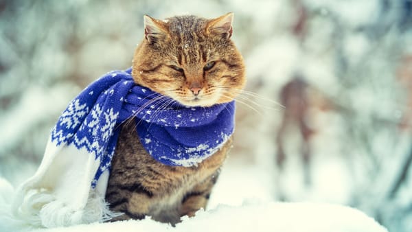 Joi se menține frigul în toată țara. În centrul și sudul țării sunt așteptate ninsori slabe