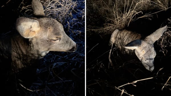 Un căprior rănit pe traseul Leova - Sărata Răzeși a fost salvat de inspectorii de mediu