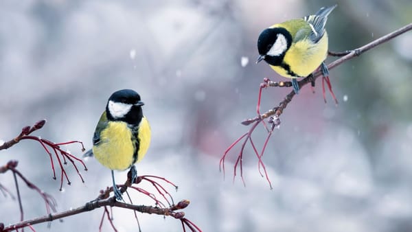 Meteorologii transmit lapoviță slabă pe alocuri și risc de polei pentru astăzi, 20 februarie