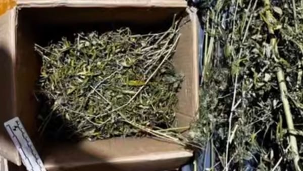 VIDEO/ Percheziții la Florești: droguri și arme ridicate din trei localități