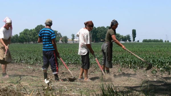 R. Moldova ia în calcul introducerea voucherului digital pentru zilieri, ca soluție de formalizare a muncii agricole