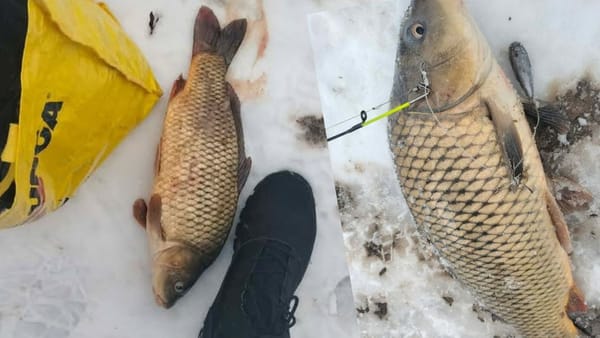 FOTO/ Inspectoratul pentru Protecția Mediului a aplicat sancțiuni pentru braconaj piscicol și cinegetic