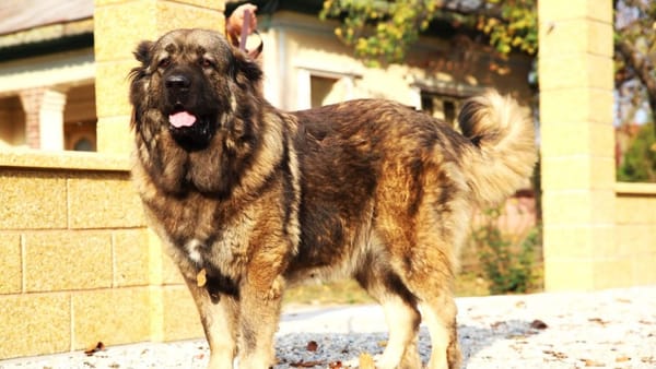 ANSA interzice creșterea unor rase de câini considerate periculoase în R. Moldova - se modifică legea