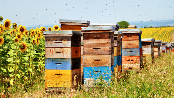 Apicultorii pot accesa finanțări de până la 150.000 de euro pentru modernizarea stupinelor și extinderea producției de miere