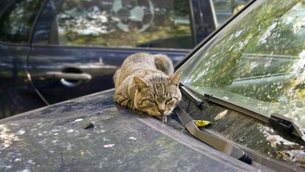 La nord - cer noros, la sud - ploi slabe. Prognoza meteo pentru ziua de 22 martie