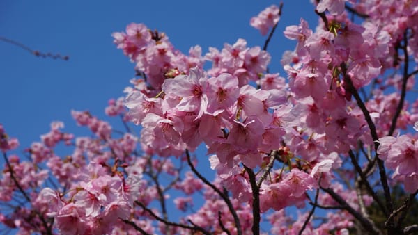 Colecția de sakura a Grădinii Botanice din Chișinău se extinde. Au fost plantați peste 50 de puieți