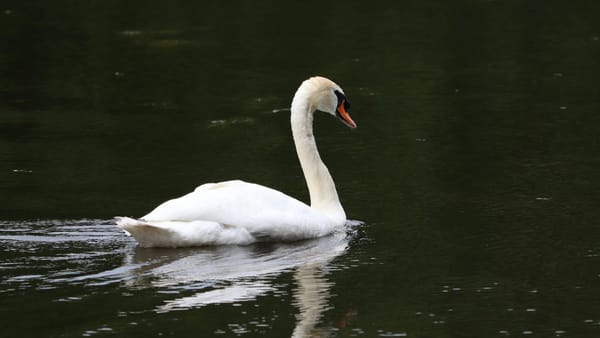 VIDEO/ Mai multe lebede au fost găsite moarte pe malul Nistrului, în satul Naslavcea. Ce spune Ministerul Mediului
