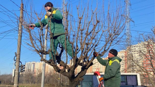 Trafic suspendat temporar pe o stradă din Chișinău. Primăria anunță lucrări de curățare a arborilor