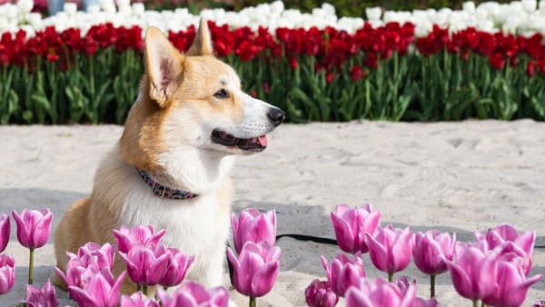 Cerul va fi variabil, iar vremea se menține liniștită. Datele meteo pentru joi