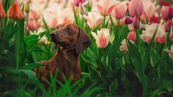 Cum va fi vremea duminică, 8 martie? Se așteaptă temperaturi de până la 14°C și cer variabil în toată țara