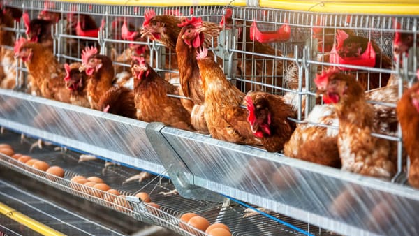 Șeful ANSA: Circa 1,8 milioane de ouă au fost distruse după depistarea antibioticului interzis - metronidazol