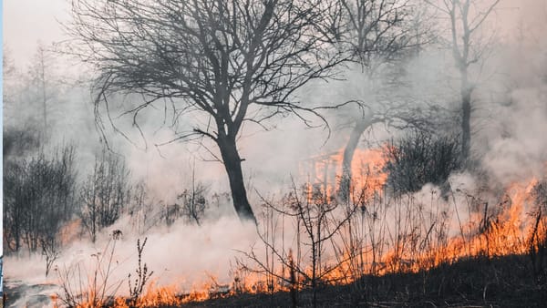 Peste 180 de hectare de teren au fost afectate de incendii în ultimele 24 de ore