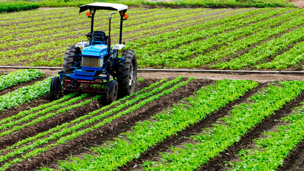 Subvenții de peste 45 de milioane de lei autorizate pentru agricultori în prima săptămână din martie