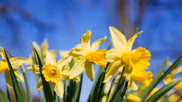 Prognoza meteo pentru weekend: vreme caldă și maxime de până la +16°C