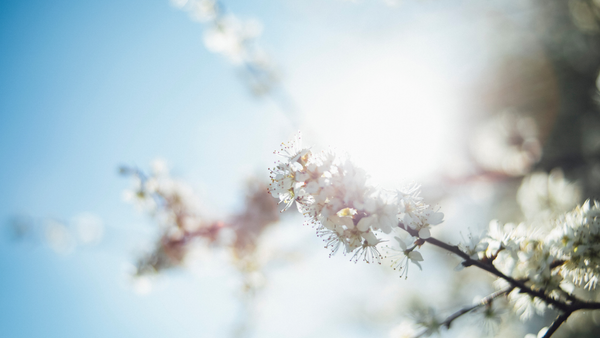 Meteorologii anunță soare și temperaturi de până la +17°C pentru 25 martie