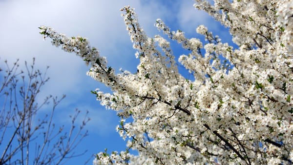 Risc de înghețuri de primăvară în următoarele zile. Recomandările Ministerului Agriculturii pentru fermieri