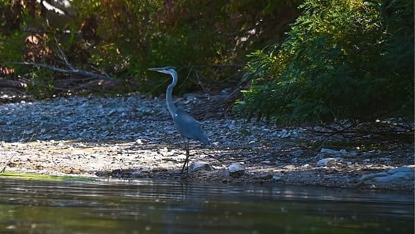 VIDEO/ În R. Moldova a fost lansat un documentar despre biodiversitatea Nistrului de Jos și problemele ecologice