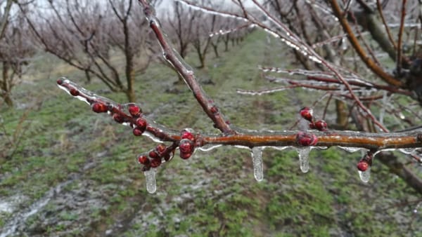 R. Moldova rămâne sub cod galben de înghețuri până pe 14 aprilie inclusiv