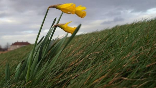 Cod portocaliu de vânt puternic în toată țara. Meteorologii prognozează rafale de până la 26 metri pe secundă