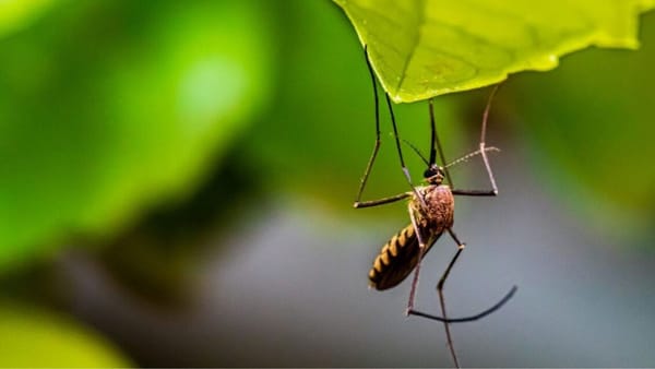 Ziua mondială de combatere a malariei: Care sunt simptomele bolii și câte cazuri au fost înregistrate în R. Moldova