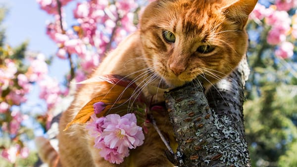 Maxime de până la +24°C, ploi izolate și vânt puternic. Prognoza meteo pentru ziua de 6 aprilie