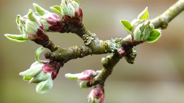 Vin înghețurile! În următoarele zile se așteaptă temperaturi de până la -3 grade Celsius