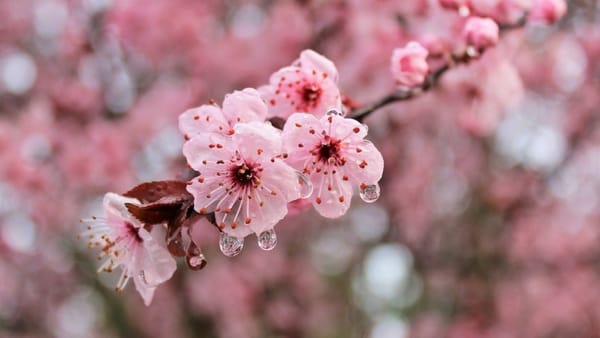 Vânt puternic în toată țara și ploi în mai multe raioane din nord. Cine va avea nevoie de umbrelă pe 7 aprilie