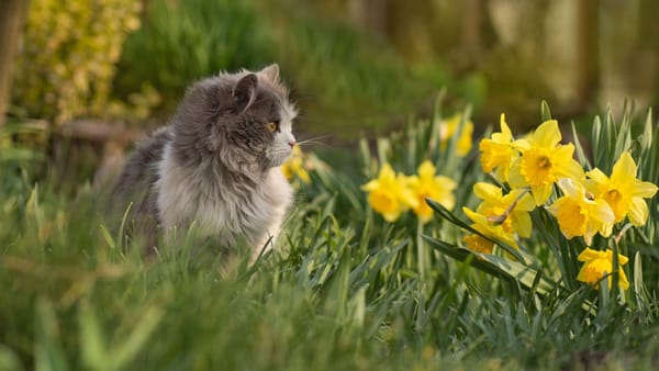 Săptămâna începe cu vreme rece și ploi slabe pe alocuri. Înghețurile rămân în vigoare