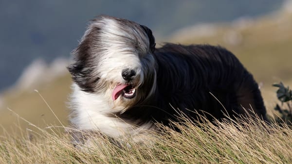 Cod galben de vânt în toată țara. Rafalele pot ajunge până la 20 m/s