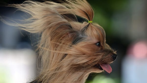 Cod galben de vânt în toată țara. Rafalele pot ajunge până la 22 m/s