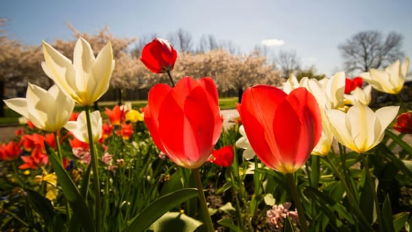 Meteorologii anunță pentru vineri temperaturi de până la 18°C și vânt puternic în toată țara