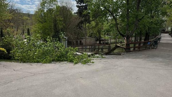 Anchetă internă la Grădina Zoologică, după ce un copac a căzut peste un copil. Minorul rămâne în stare gravă