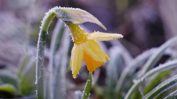Cod galben de înghețuri în nordul țării! Temperaturile pot coborî până la -3°C