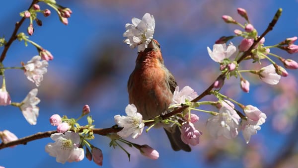 Duminica aduce vreme plăcută în toată țara. Temperaturile urcă până la 20 de grade